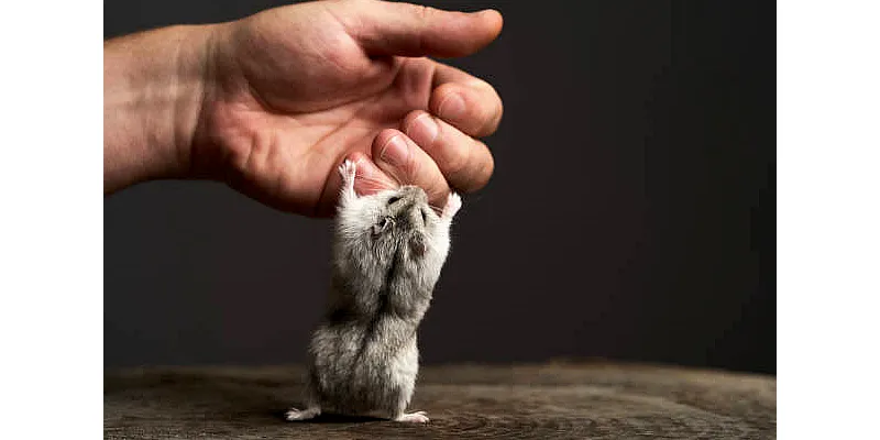 Šplhají křečci? 5