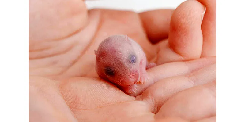 Šplhají křečci? 3