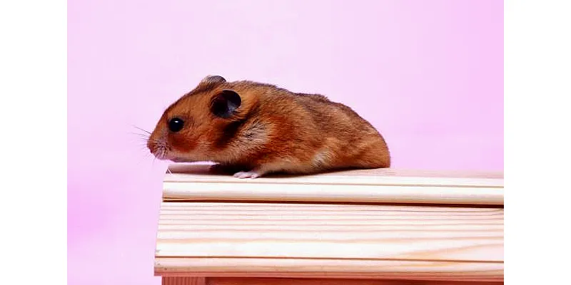 Můžete probudit křečka? 6 Můžete probudit křečka? 5