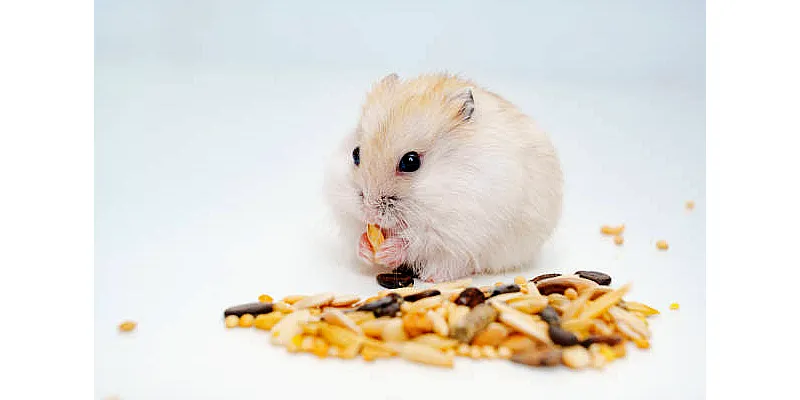 Nejlepší způsoby, jak se sblížit s křečkem 6 Nejlepší způsoby, jak se sblížit s křečkem 5