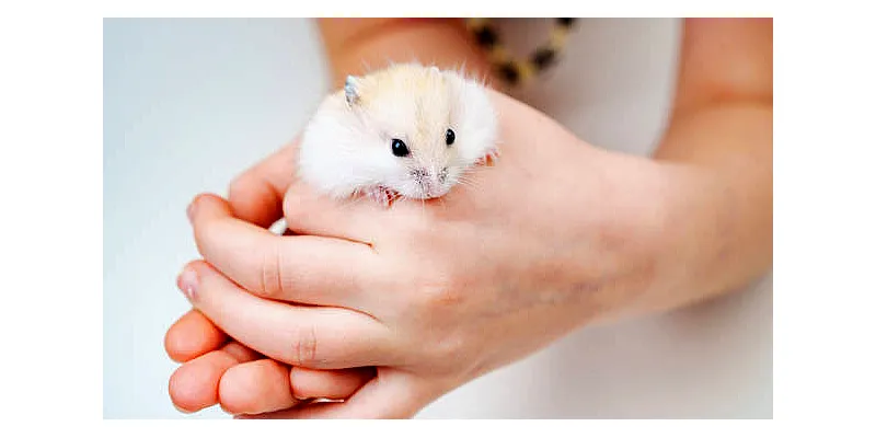 Jsou křečci hlodavci? 5