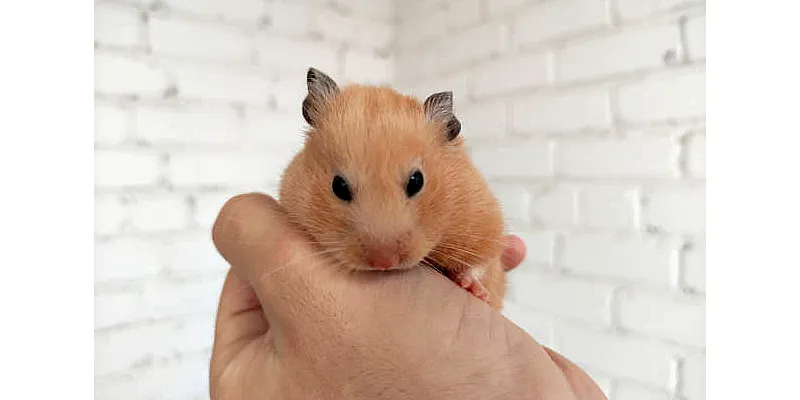 Jsou křečci hlodavci? 3