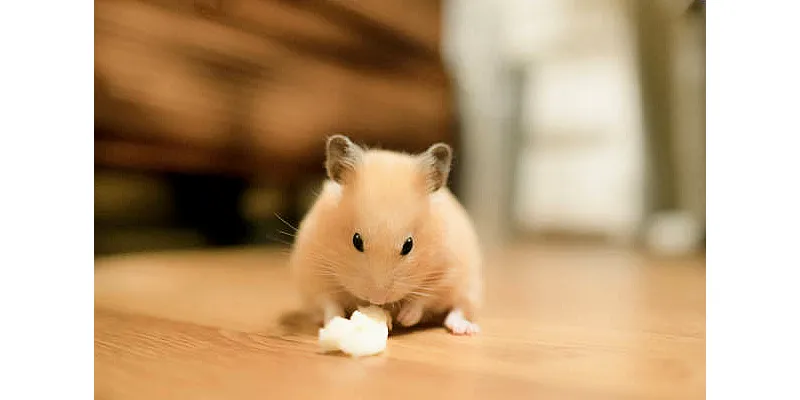 O křečcích a světle - potřebují ho vůbec, aby viděli? 4 O křečcích a světle - potřebují ho vůbec, aby viděli? 3