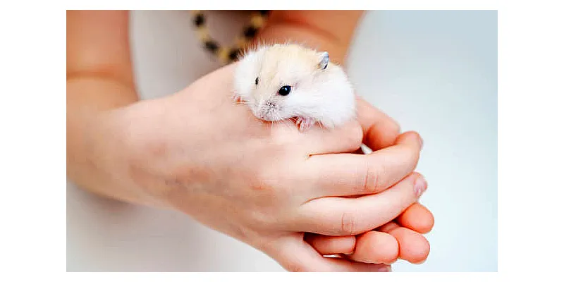 Křečkův běžecký trénink - kolik a jak rychle běhá 3