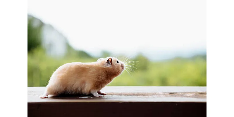 Proč křečci umírají: hlavní důvody 5