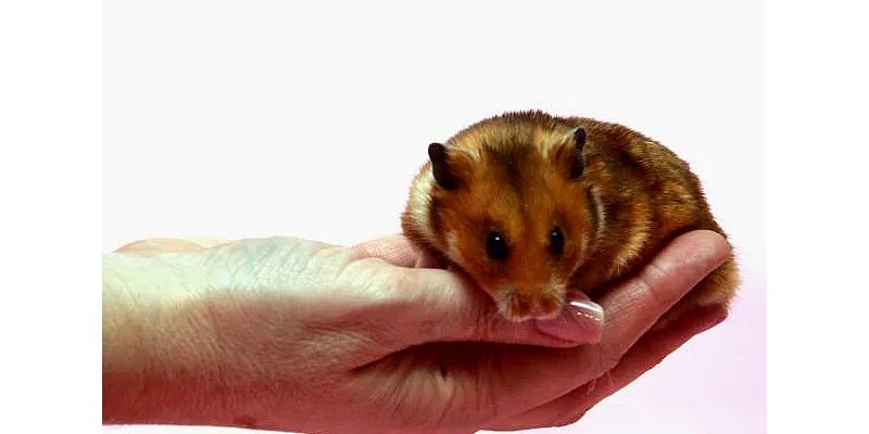 Proč křečci umírají: hlavní důvody 3