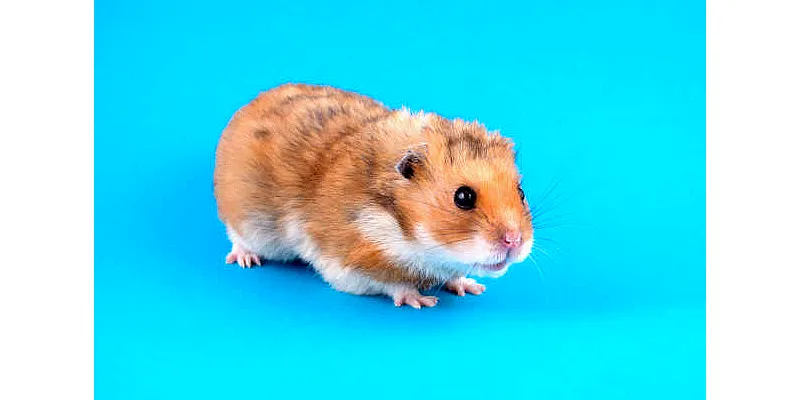 Kroky ke zkrocení křečka bez pokousání 5