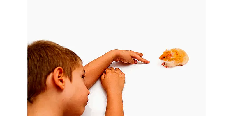 Kroky ke zkrocení křečka bez pokousání 3