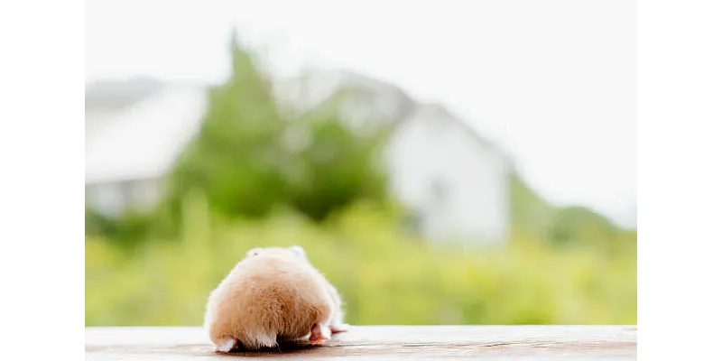 Jak naučit křečka na nočník? 6 Jak naučit křečka na nočník? 5