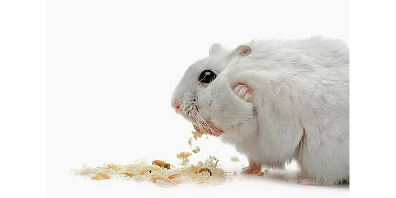 Jak naučit křečka na nočník? 4 Jak naučit křečka na nočník? 3