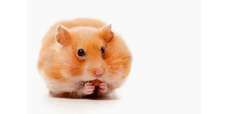 Jak najít ztraceného křečka 5