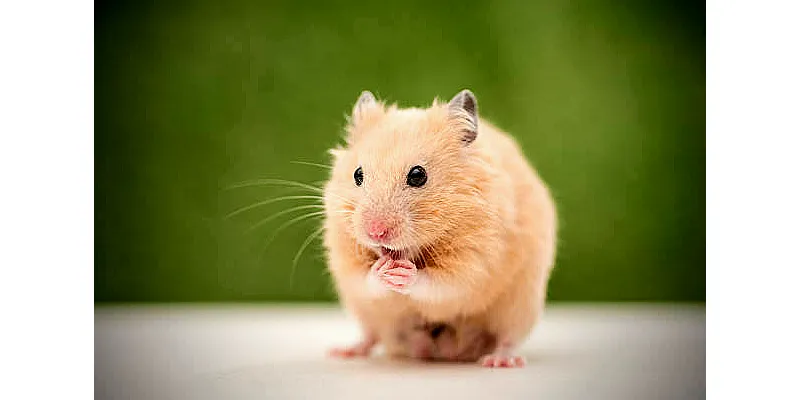 Jak najít ztraceného křečka 3