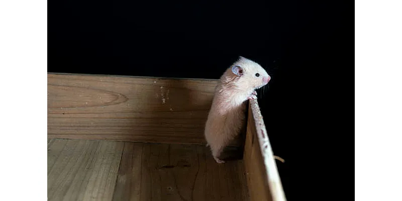 Mají křečci blechy? Jak zkontrolovat a ošetřit křečka 6 Mají křečci blechy? Jak zkontrolovat a ošetřit křečka 5