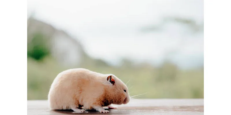 Mají křečci blechy? Jak zkontrolovat a ošetřit křečka 4 Mají křečci blechy? Jak zkontrolovat a ošetřit křečka 3