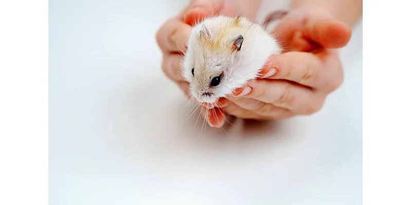 Běžné zdravotní problémy křečků a jejich léčba 5