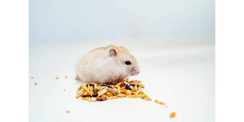 Nejlepší způsoby, jak udržet křečky v teple 5