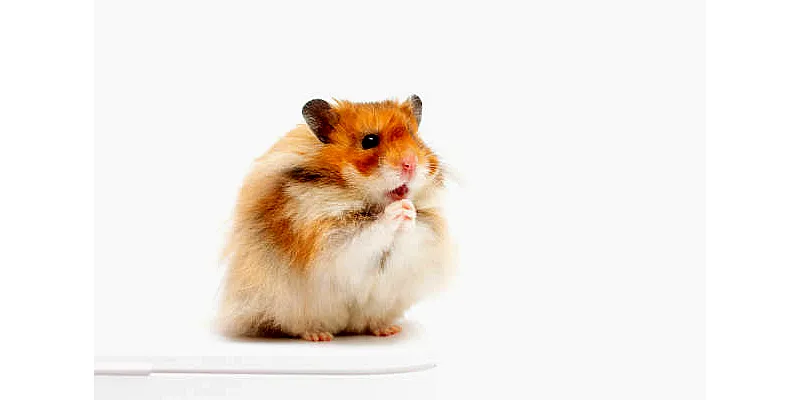 Co jedí křečci v přírodě? Nekrmte svého domácího mazlíčka tím samým 4 Co jedí křečci v přírodě? Nekrmte svého domácího mazlíčka tím samým 3