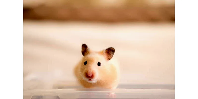 Jaké pamlsky mohu dát svému křečkovi? 4 Jaké pamlsky mohu dát svému křečkovi? 3