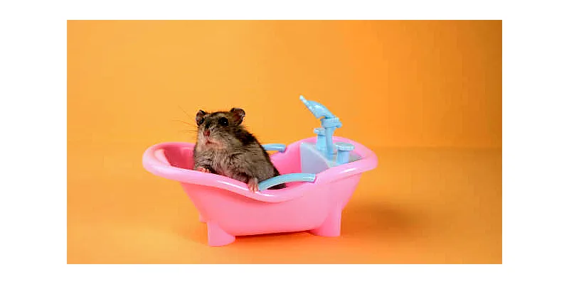 Co jedí křečci? 5