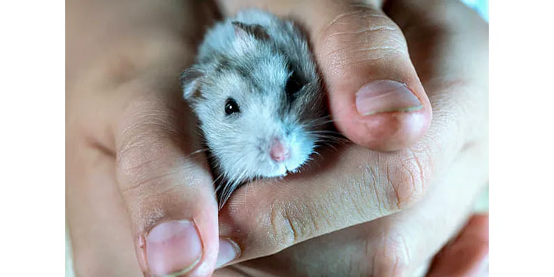 Mohou křečci jíst rozinky 5