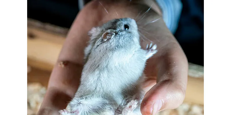 Mohou křečci jíst arašídy 3