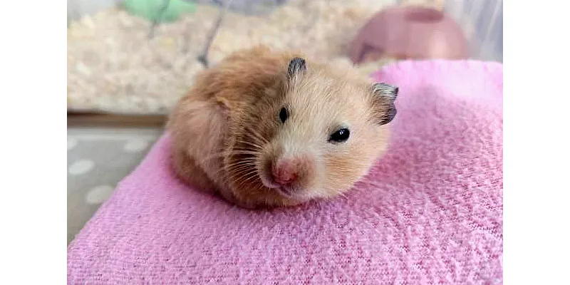 Mohou křečci jíst oves 3