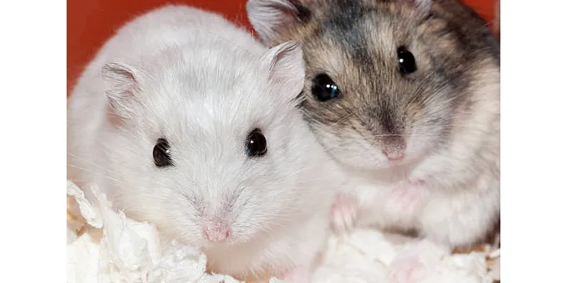 Mohou křečci jíst salát 5