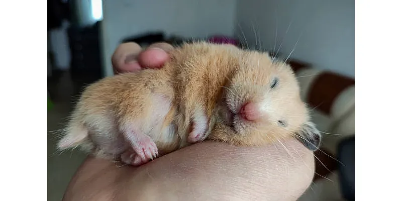 Mohou křečci jíst salát 3