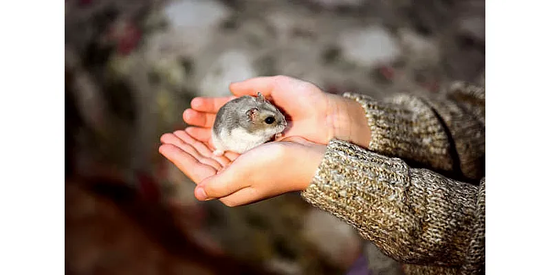 Mohou křečci jíst hmyz 5