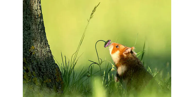 Mohou křečci jíst hmyz 3