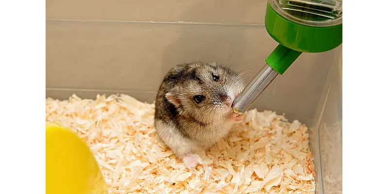 Mohou křečci jíst kapustu 3