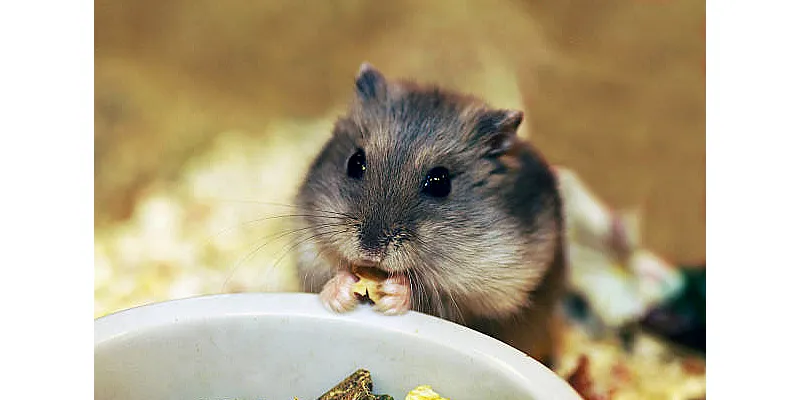 Mohou křečci jíst kuřecí maso 6 Mohou křečci jíst kuřecí maso 5