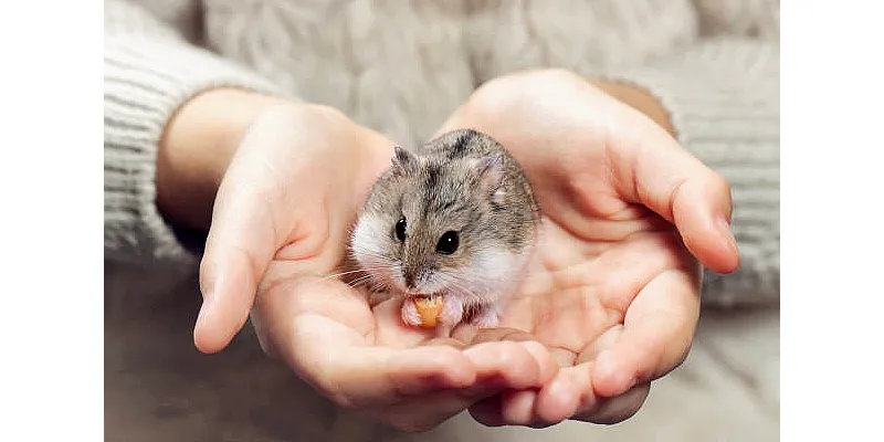 Mohou křečci jíst kuřecí maso 4 Mohou křečci jíst kuřecí maso 3