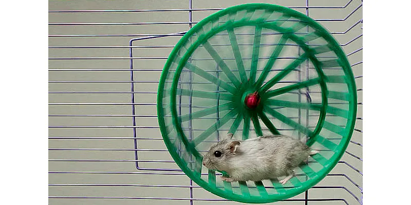 Co jedí křečci? 1