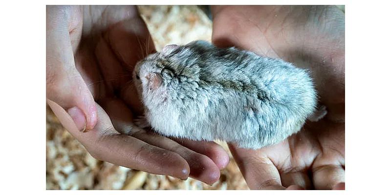 Běžné zdravotní problémy křečků a jejich léčba 1