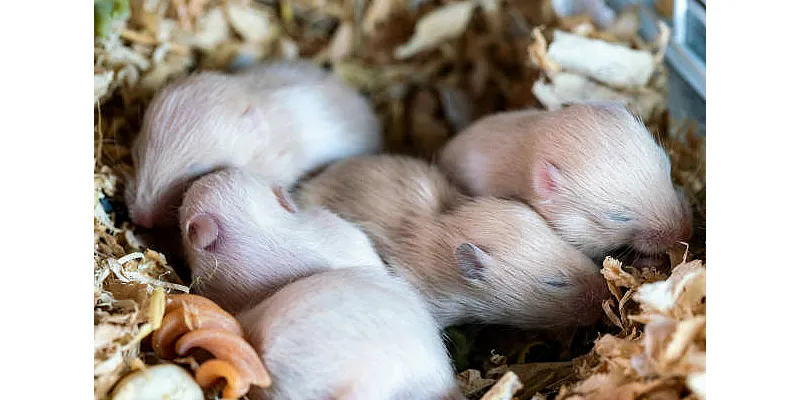 Mohou křečci jíst pomeranče 1