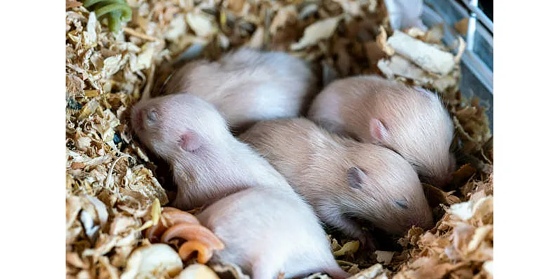 Mohou křečci jíst oves 1