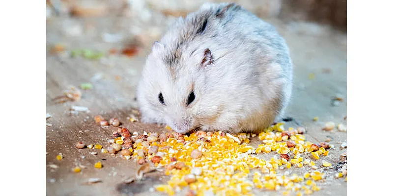 Mohou křečci jíst salát 1