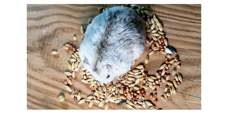 Mohou křečci jíst hmyz 1