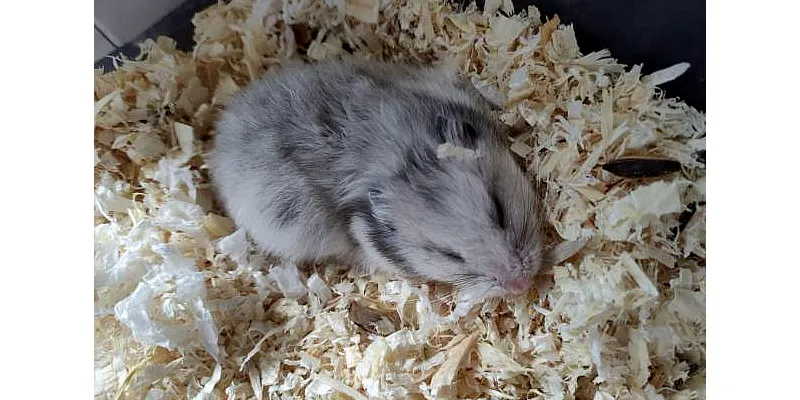 Mohou křečci jíst krmivo pro psy 1