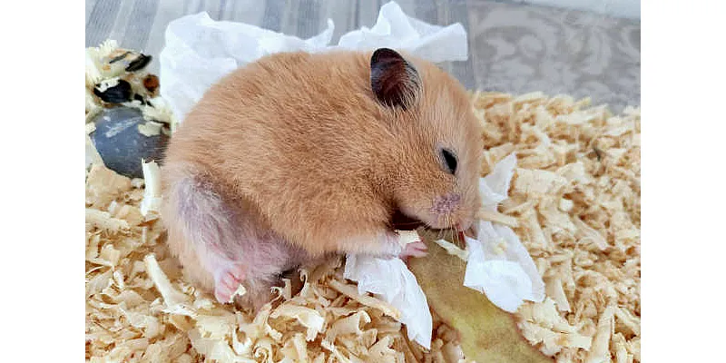 Mohou křečci jíst kuřecí maso 2 Mohou křečci jíst kuřecí maso 1