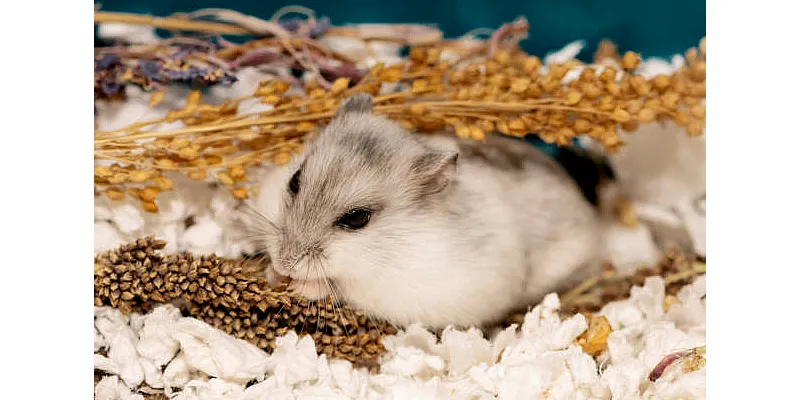 Mohou křečci jíst krmivo pro ptáky 1