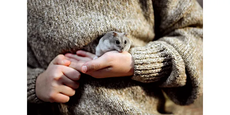 Nejlepší způsoby, jak udržet křečky v teple 1