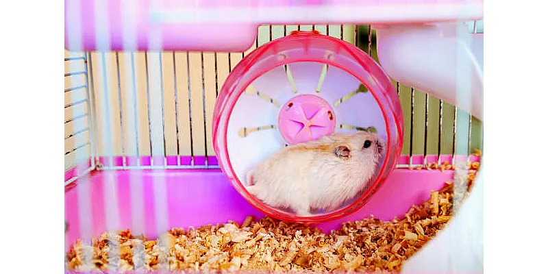 Jsou křečci hlodavci? 1