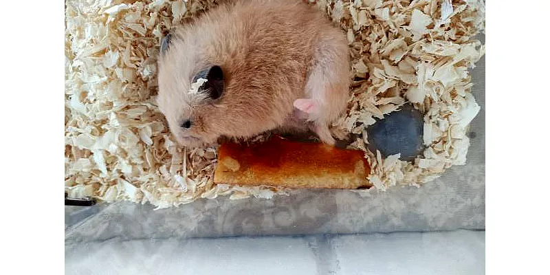 Jsou klece na odpadky bezpečné pro křečky? 1