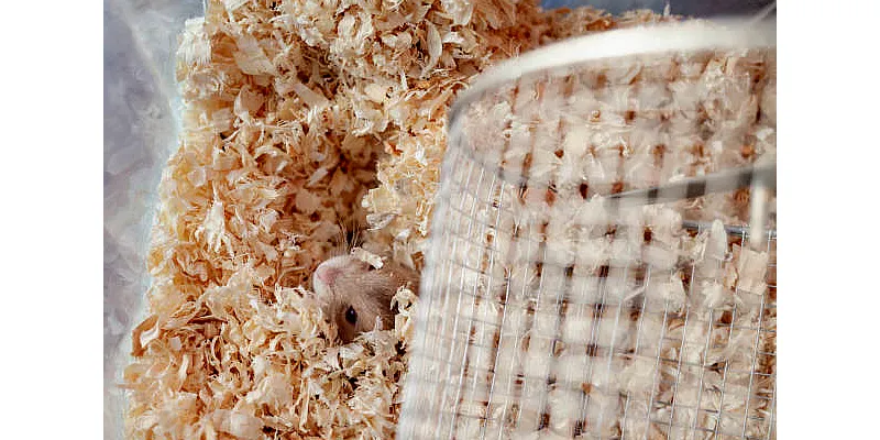 O křečcích trpasličích - Roborovski, Djungarian, Campbell 2 O křečcích trpasličích - Roborovski, Djungarian, Campbell 1