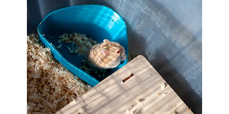 Křečkův běžecký trénink - kolik a jak rychle běhá 1