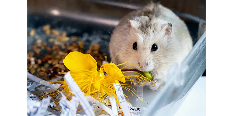 Proč křečci umírají: hlavní důvody 1