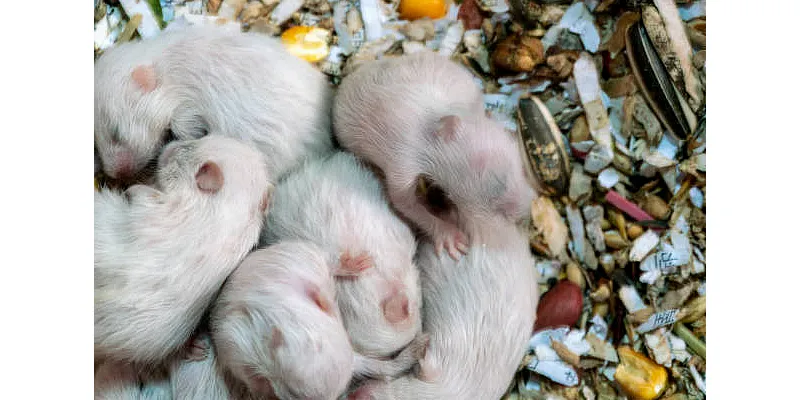 Proč si křečci dávají jídlo do tváří? 1