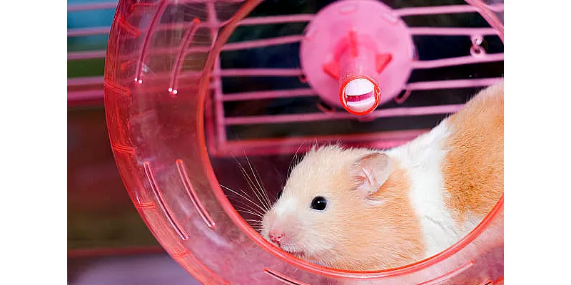 Toto jsou nejlepší způsoby cvičení křečka 2 Toto jsou nejlepší způsoby cvičení křečka 1